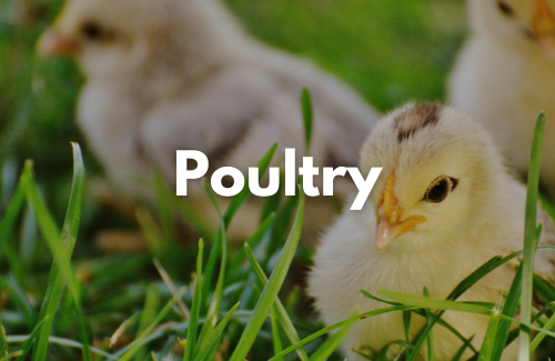 DSAND – Animal Nutrition