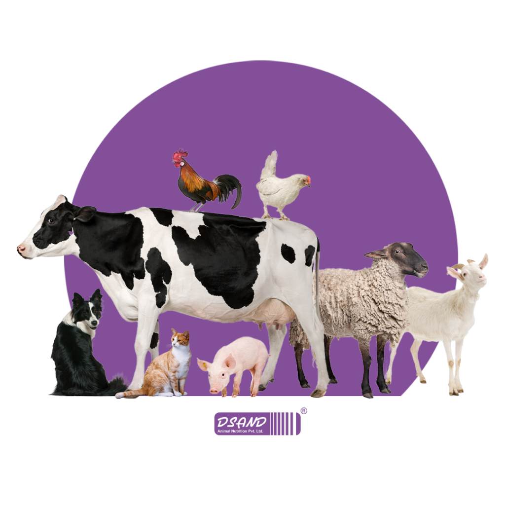 Group Companies DSAND